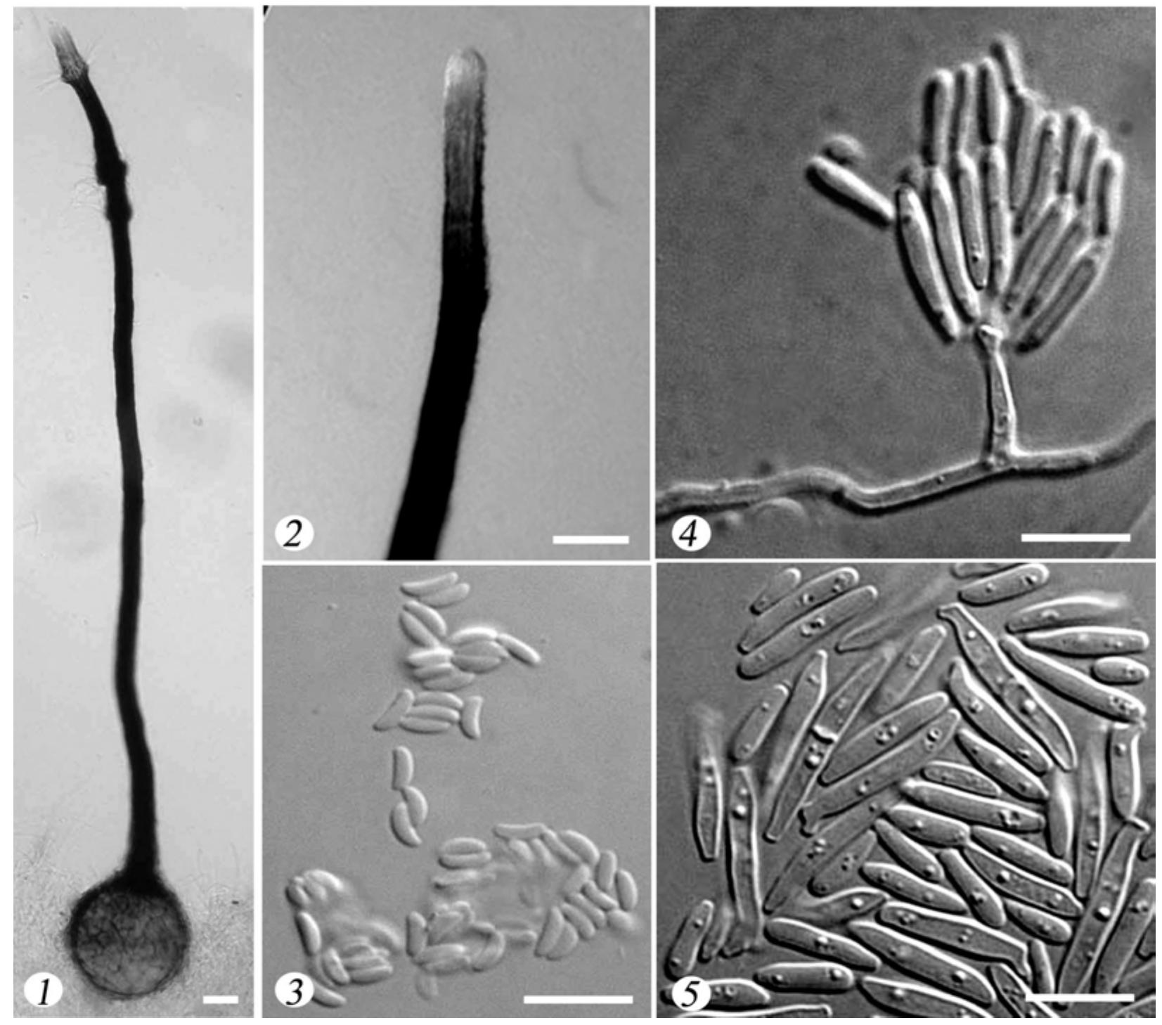 Allanoid Morphological characteristics of ceratocystis