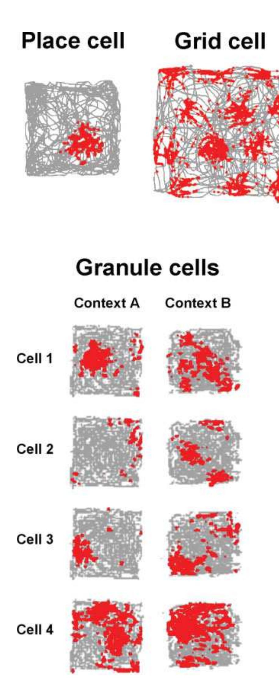 Typical firing patterns of a place cell and grid cell (top)