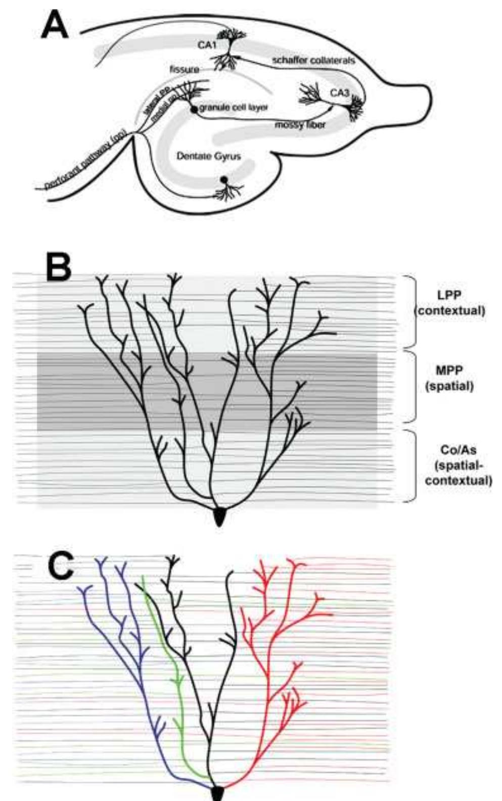 (a) diagram of the hippocampal circuitry showing the