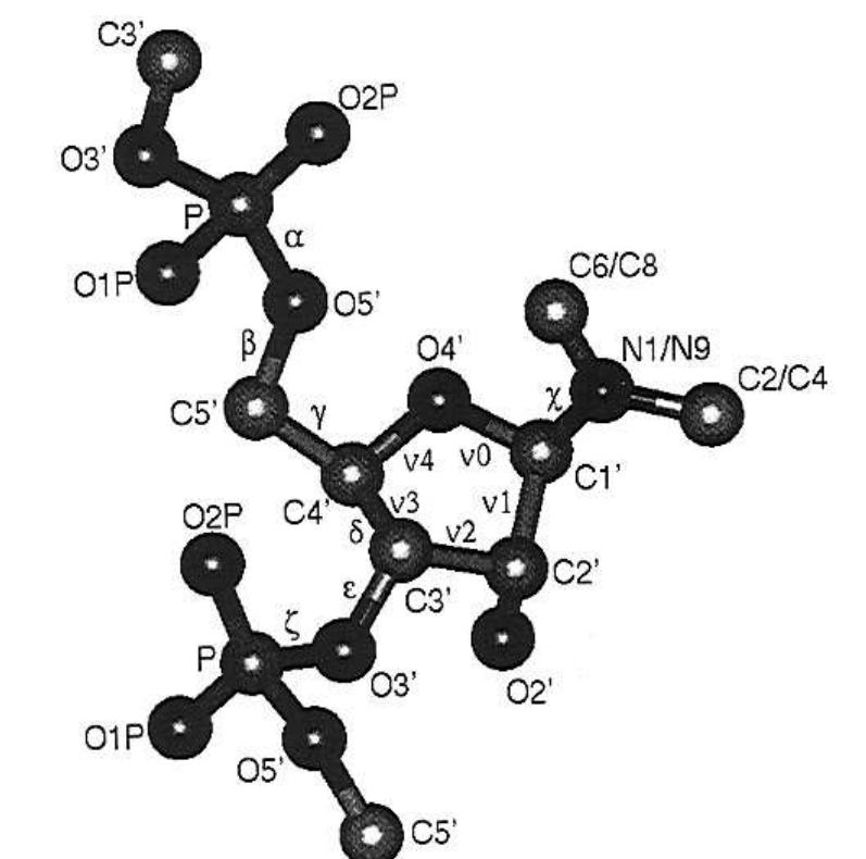 Atomic labeling and definitions of torsion angles for