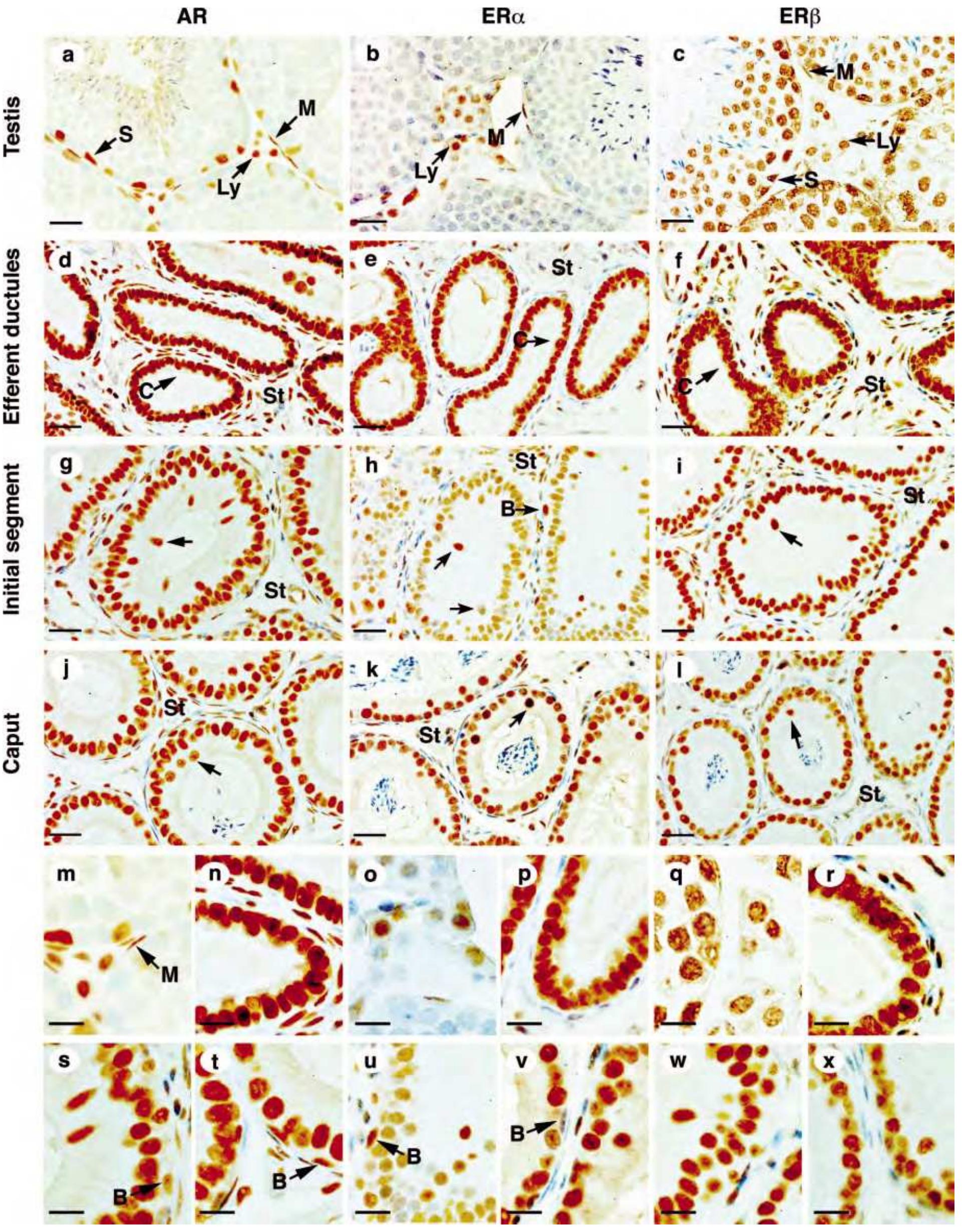 Immunostaining of ar, era, and er in mouse testis (a-c, m,