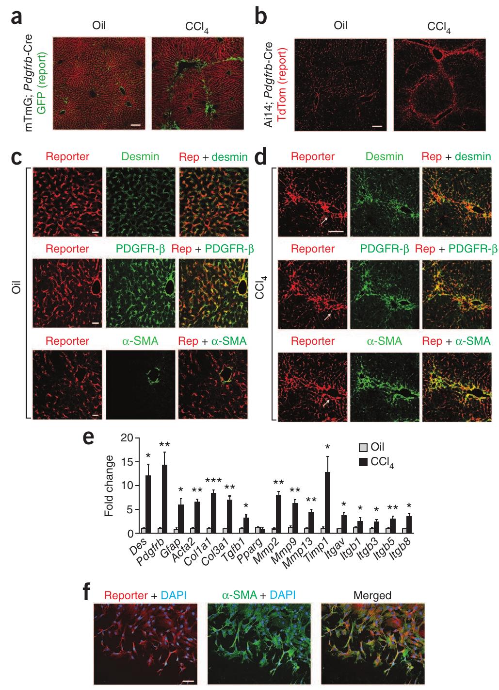 (PDF) Targeting of αv integrin identifies a core molecular pathway that ...