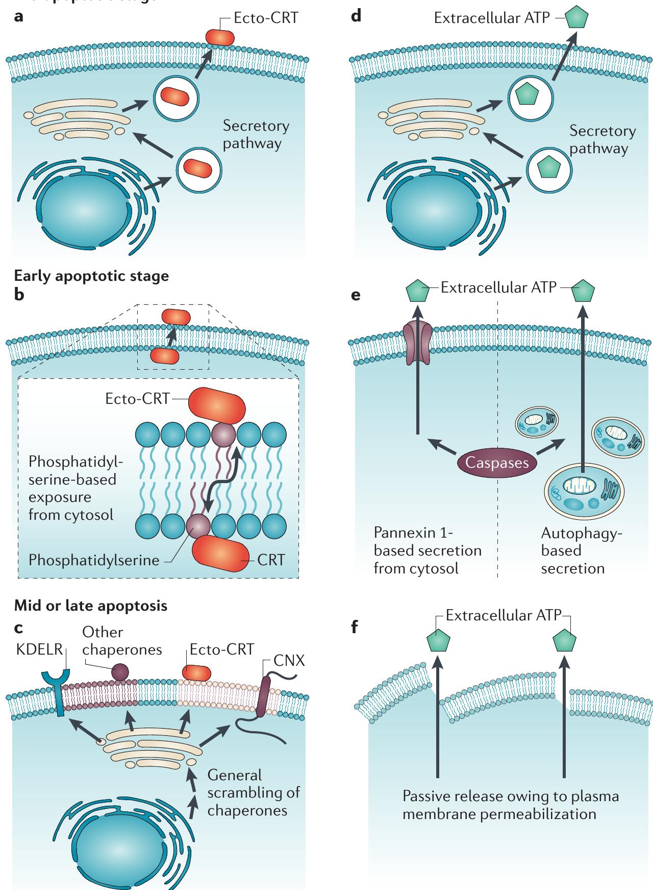 Molecular mechanisms of atp secretion and crt translocation
