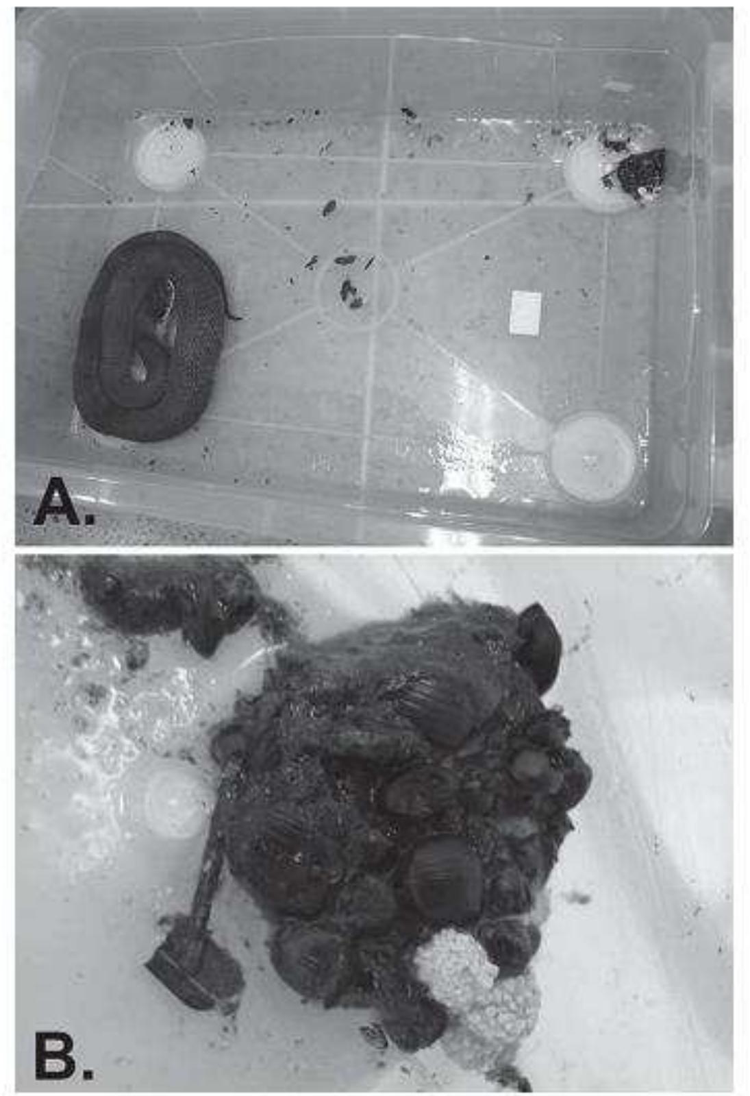 Fic. |. Waglerophis merremii with material regurgitated soon after ingesting 4 Rhinella jimi (A}. Close examination of the material reveals parts of coleopterans (Scarabeidae} but no anuran material (B), suggesting that the material represents the toad’s stomach contents. 