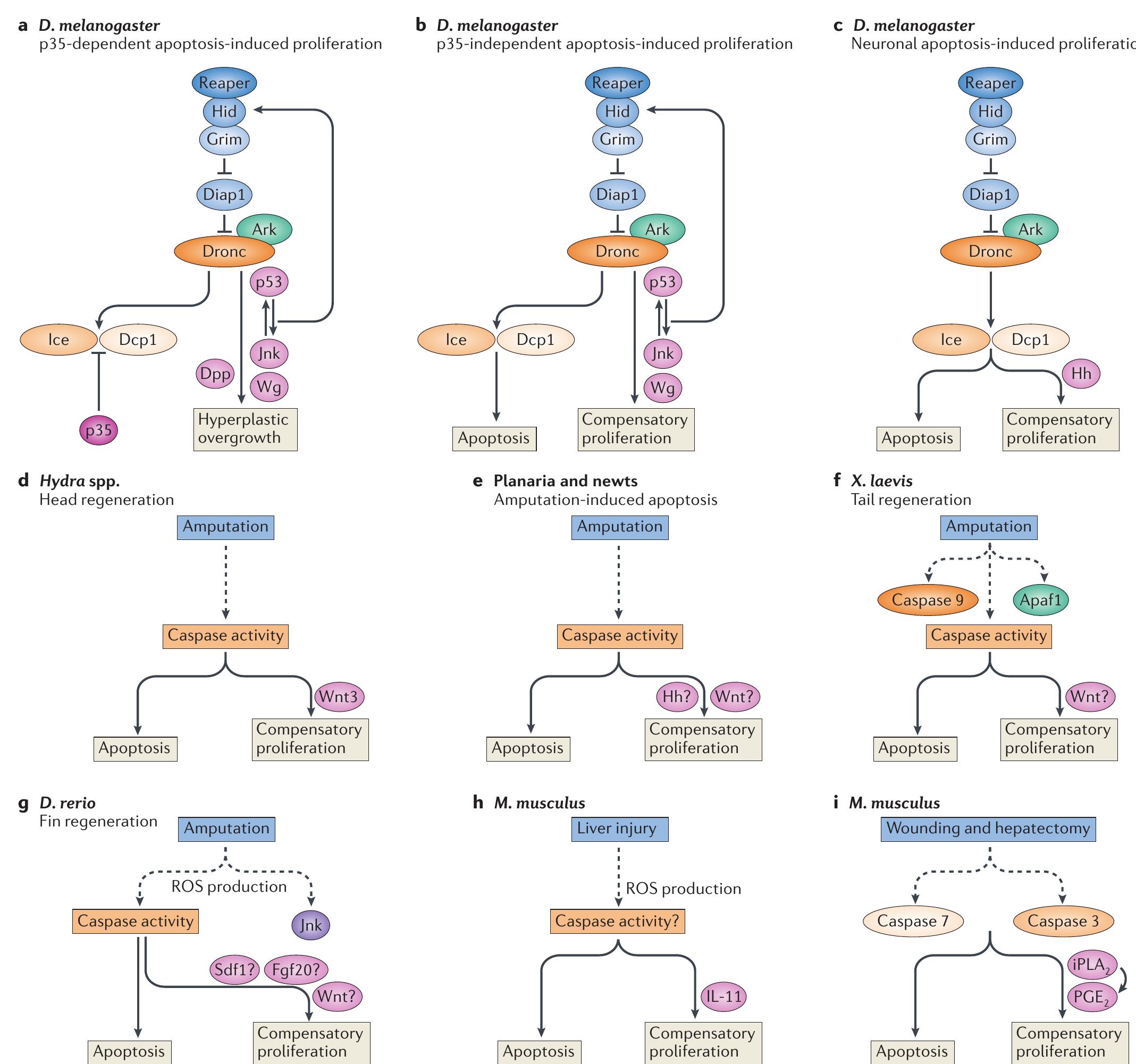 (PDF) Live to die another way: modes of programmed cell death and the ...