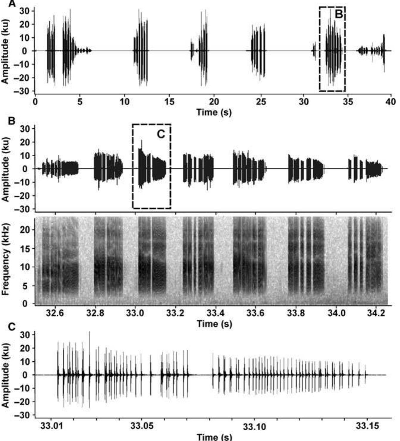 Trill R Spectrogram (PDF) Sound characterization and structure of the stridulatory organ in ...