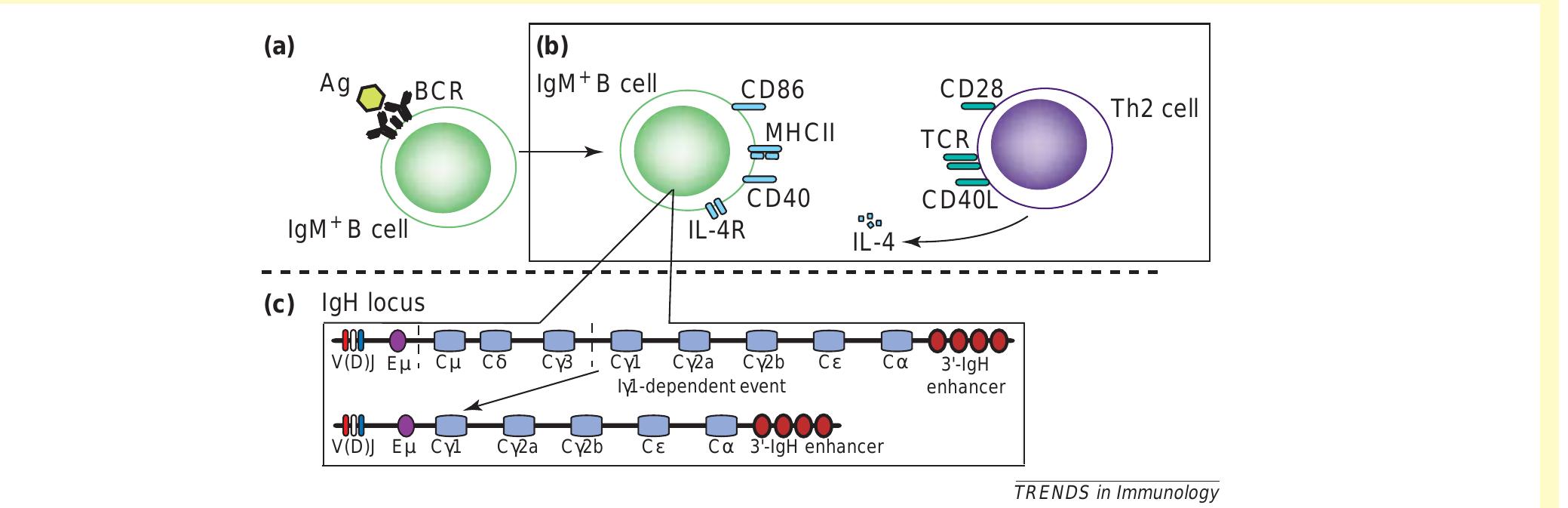 Potential convergence of cd86 and £2ar signaling pathways to