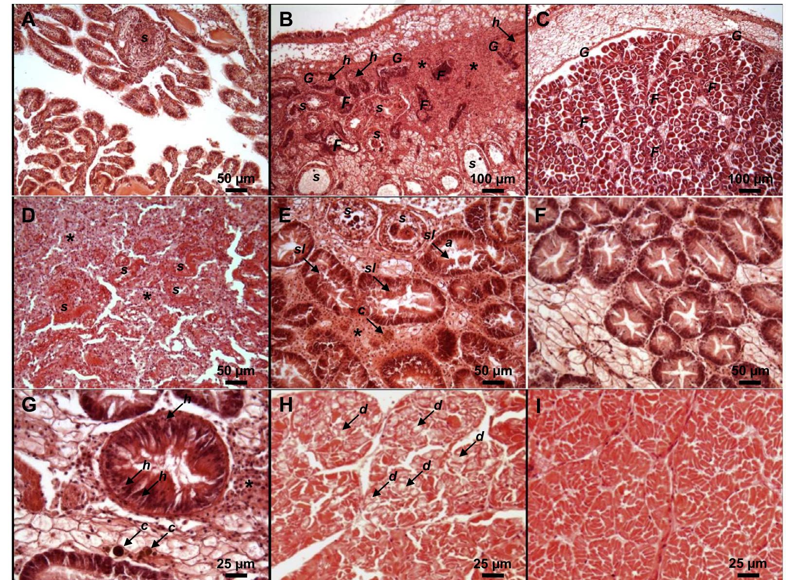 (PDF) Physiological and pathological changes in the eastern oyster ...