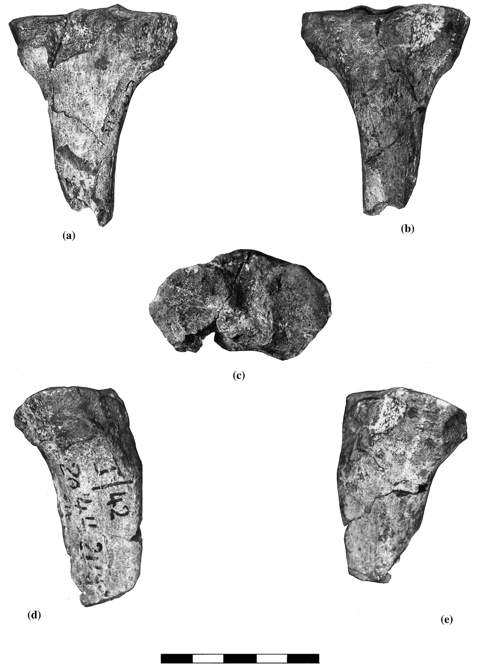 Figure 1 - from A chimpanzee-like tibia from Sterkfontein,