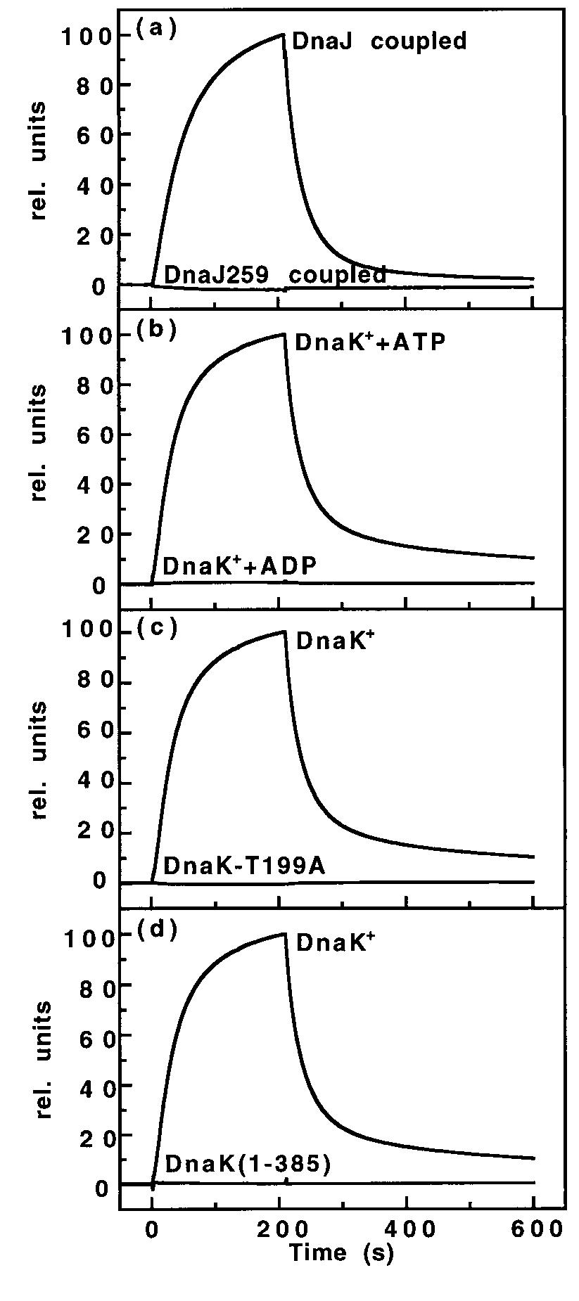 (PDF) Investigation of the Interaction between DnaK and DnaJ by Surface ...