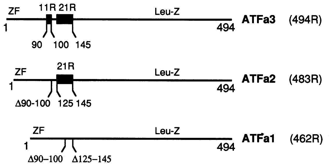 Figure 5 - from Transcriptional activation by the adenovirus