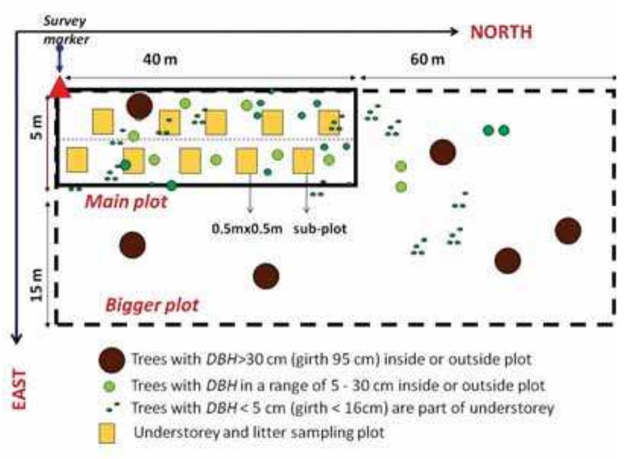 Diagram of nested plot design for sampling in forest and