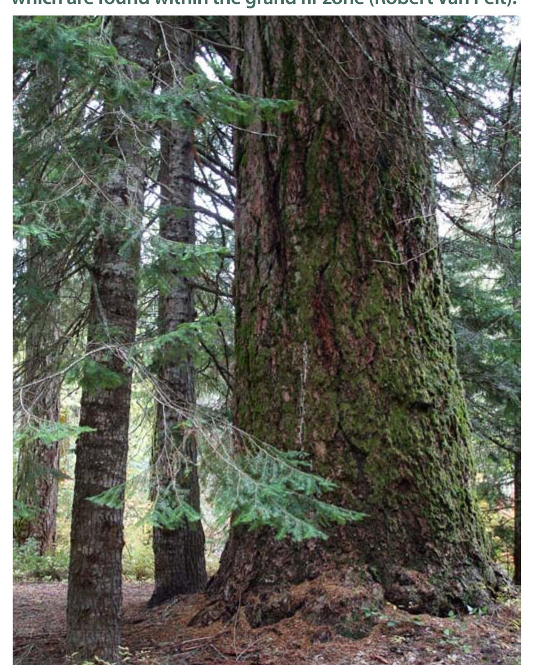 Dry Ridge Forest Figure 18 - The case for active management of dry forest