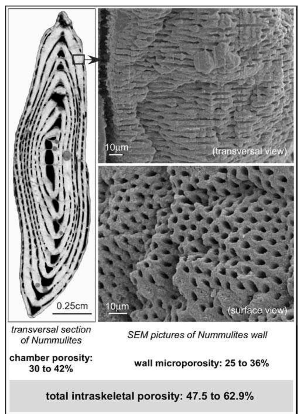 Quantification of the intraskeletal porosity (chambers and