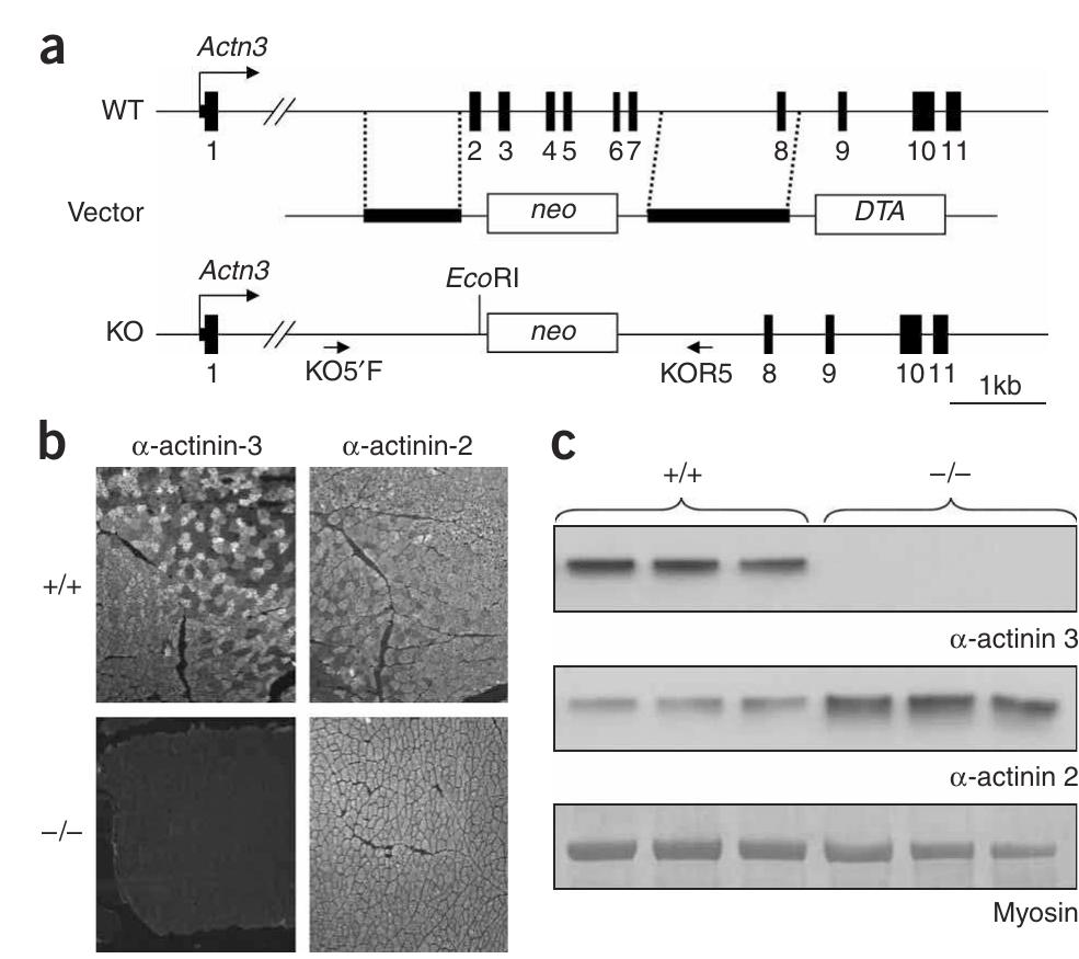 (PDF) Loss of ACTN3 gene function alters mouse muscle metabolism and ...
