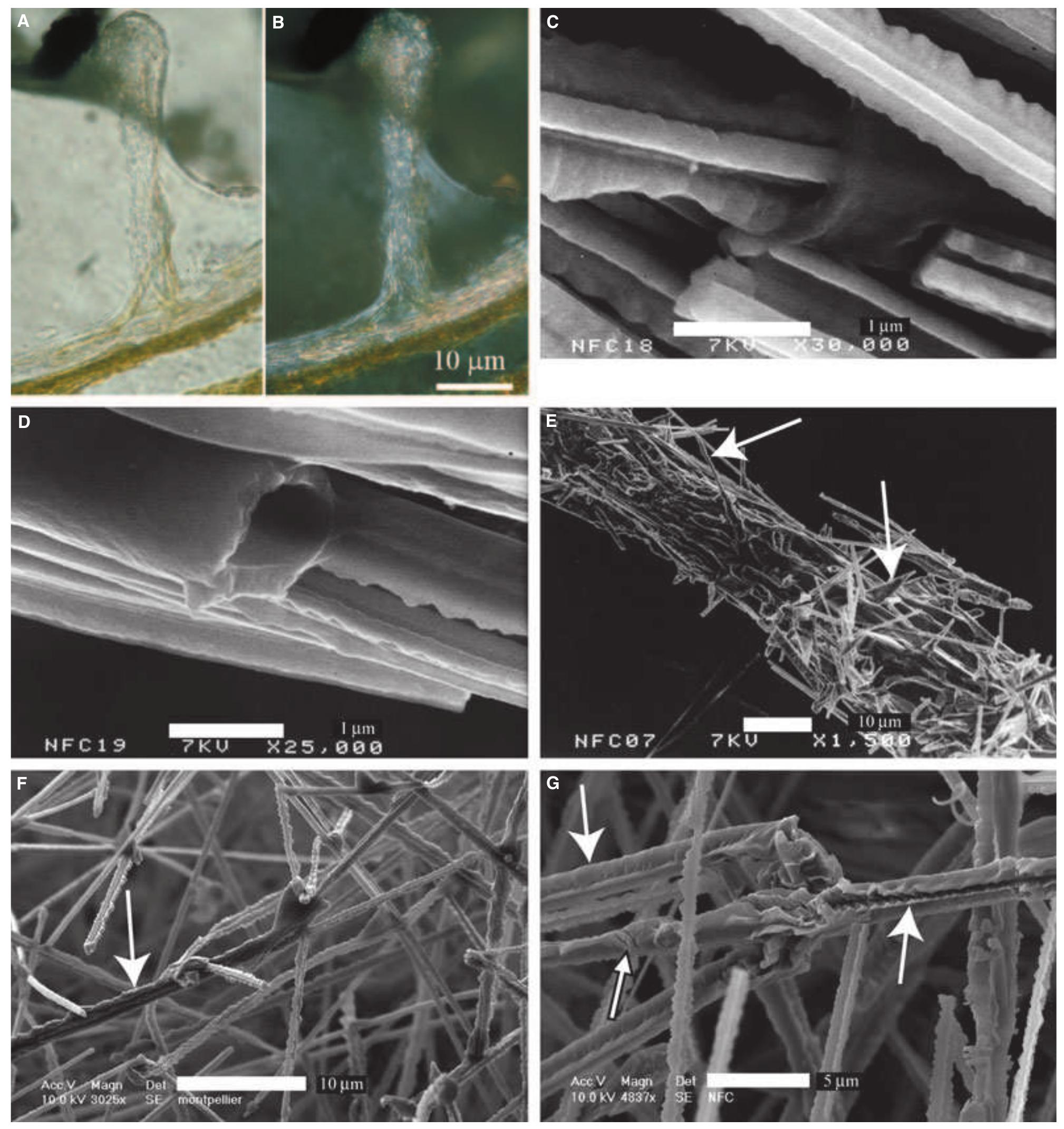 Figure 2 - from The biogenic origin of needle fibre calcite