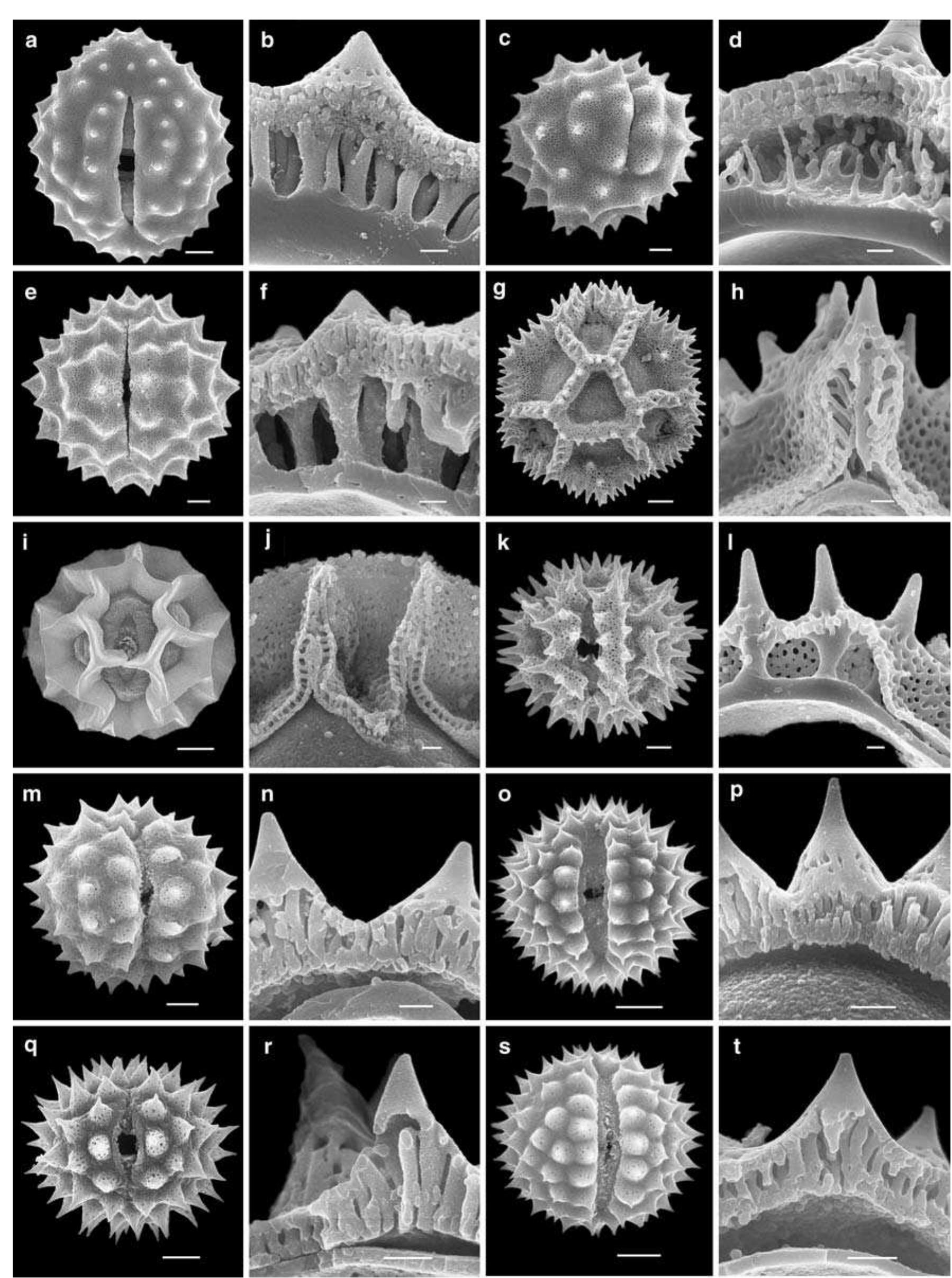 Figure 1 - from POLLEN WALL SUBSTRUCTURE AND DEVELOPMENT IN