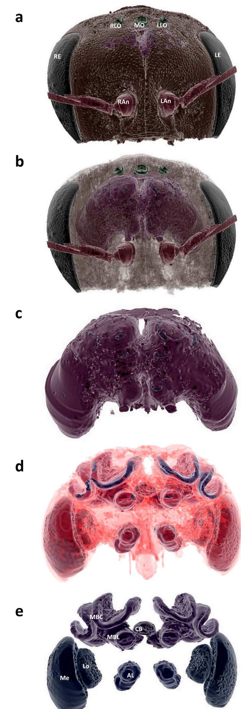 (PDF) Exploring miniature insect brains using micro-CT scanning techniques