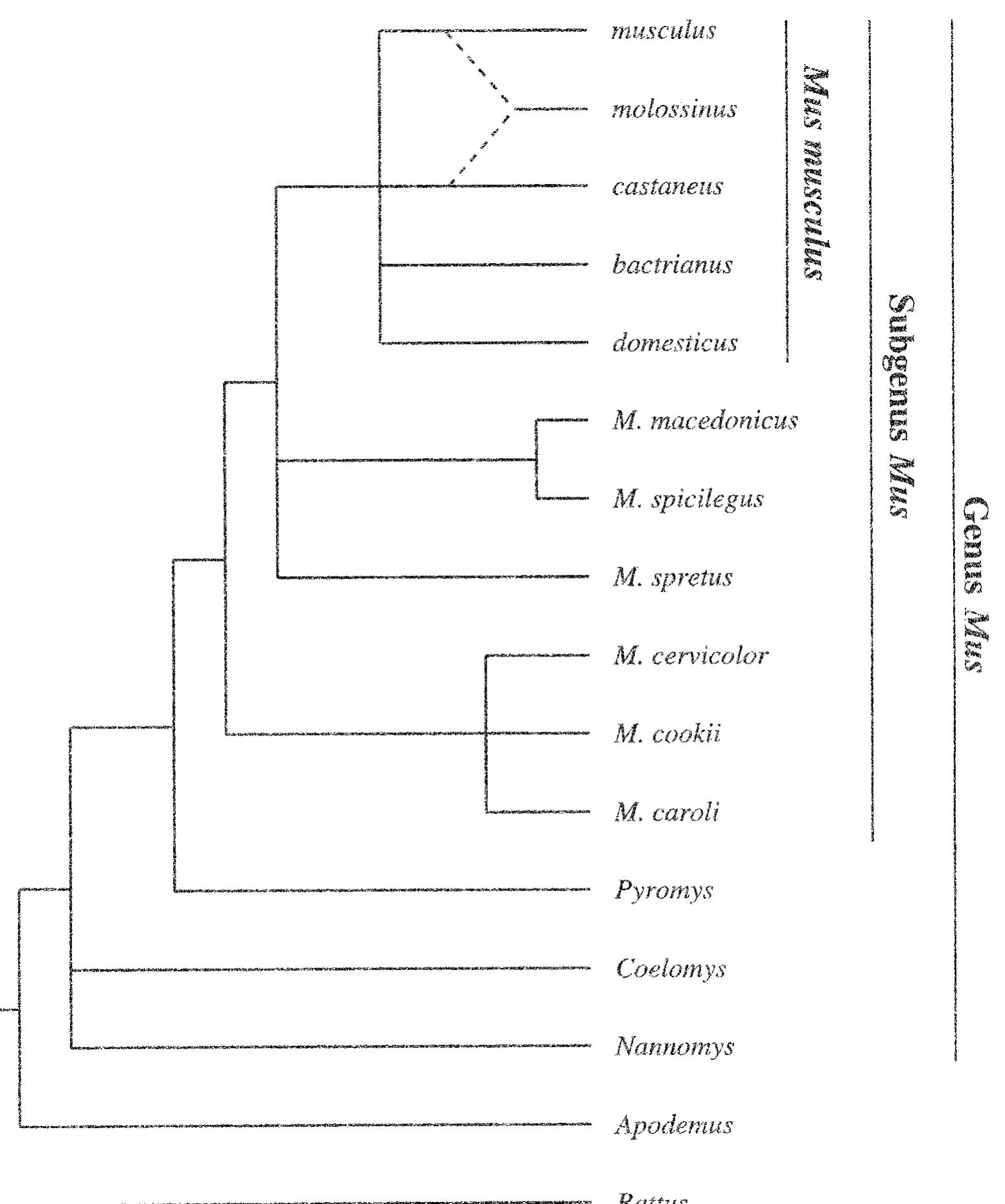 X Mus Treee “synthetic tree” redrawn from boursot et al. (1993)
