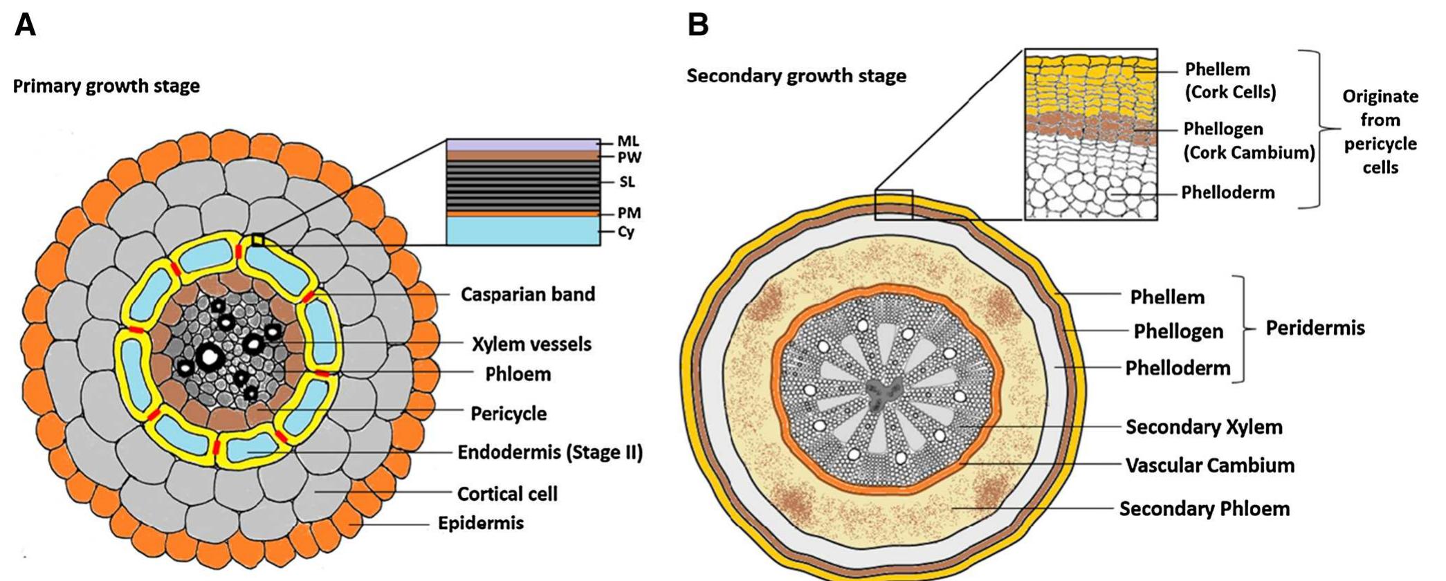 Pollarding Cell Table 3 - Suberin: biosynthesis, regulation, and polymer