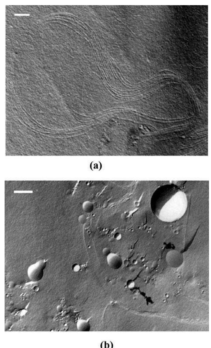 Freeze fracture electron microscopy of bolaamphiphile 3c: