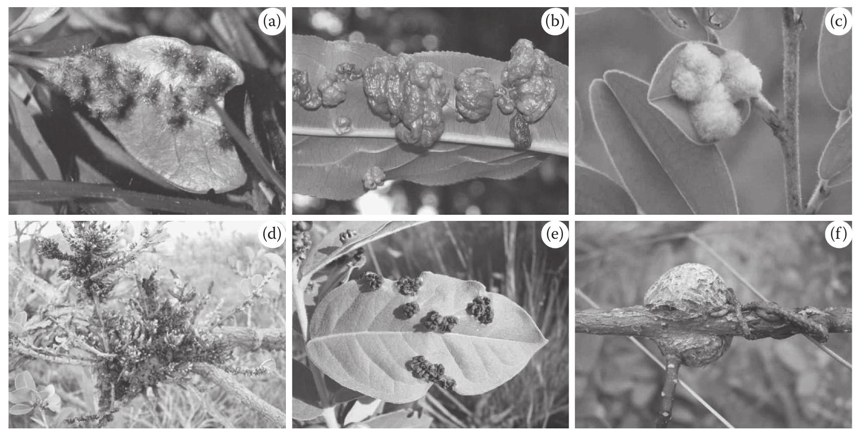 8 several morphotypes of galls in different host plants: (a)