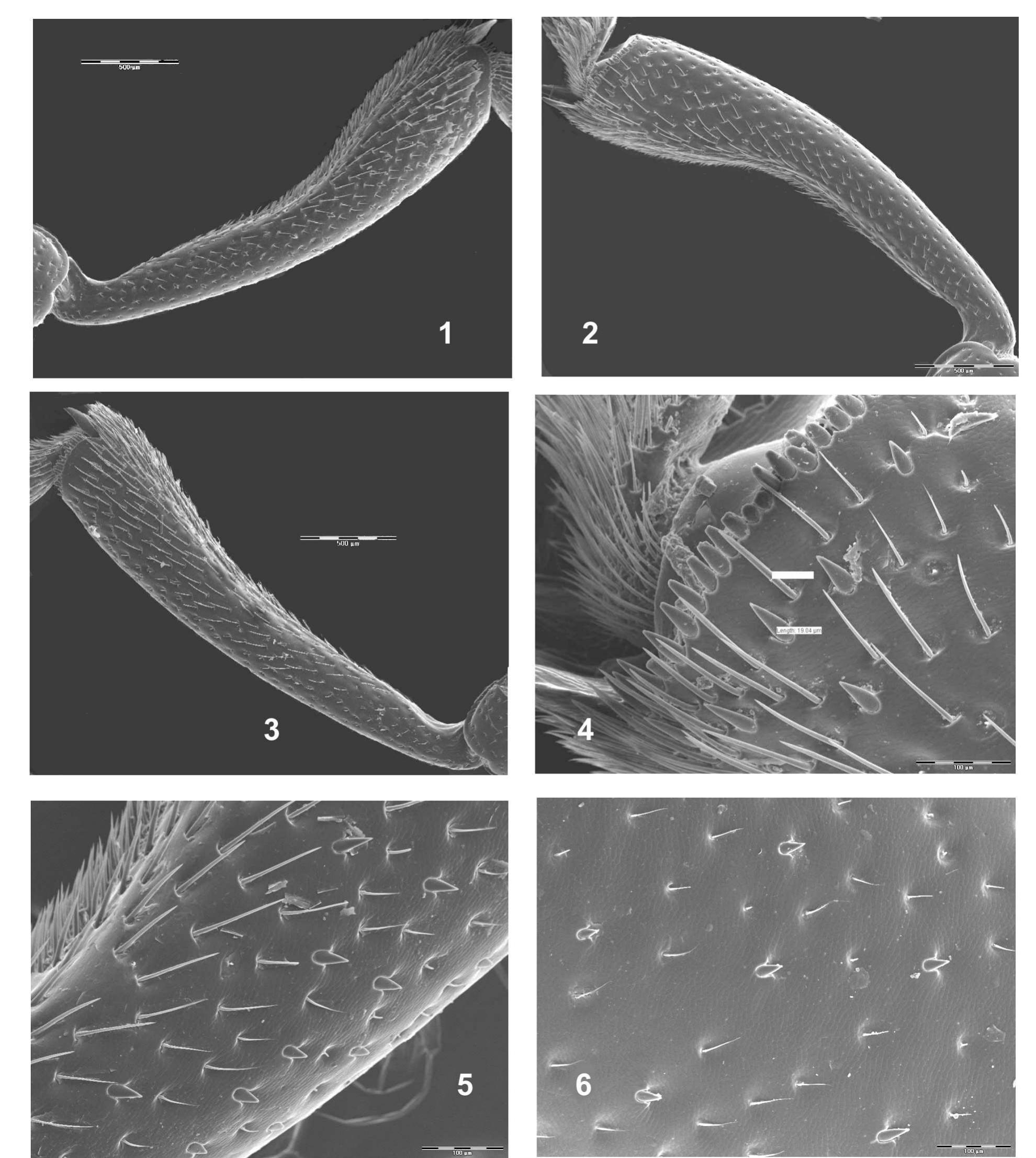 (PDF) The genus Raiboscelis Allard, 1876 (Coleoptera: Tenebrionidae ...