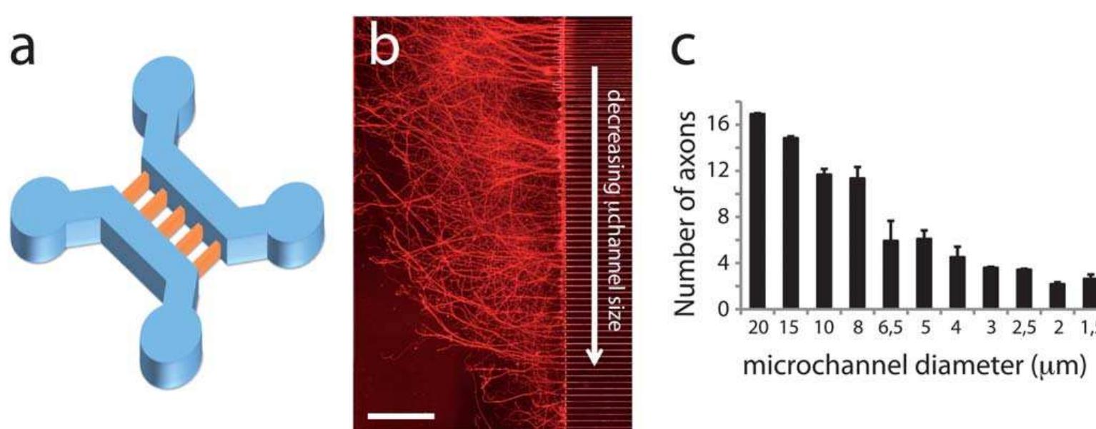 (PDF) Axon diodes for the reconstruction of oriented neuronal networks ...