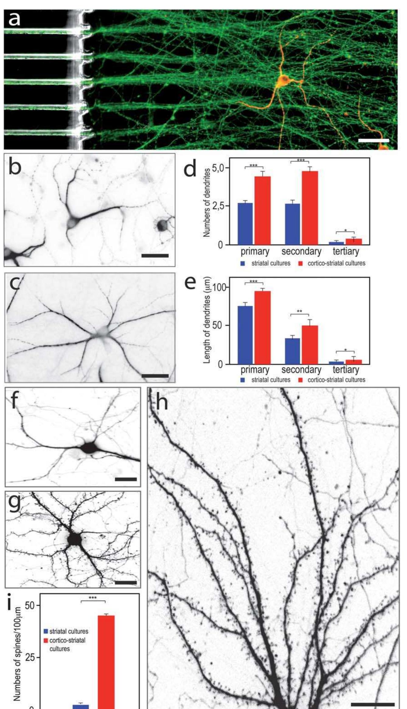 (PDF) Axon diodes for the reconstruction of oriented neuronal networks ...