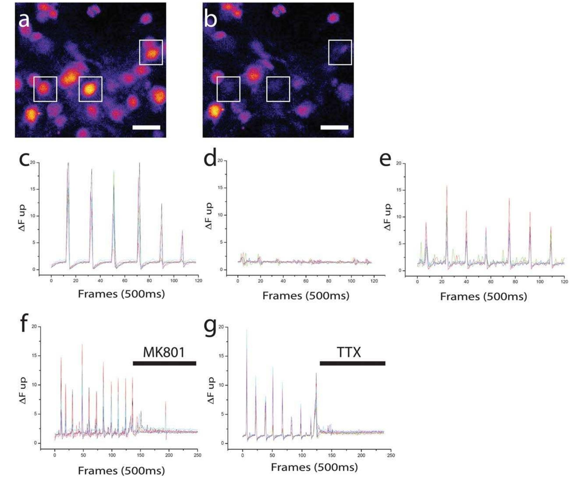 (PDF) Axon diodes for the reconstruction of oriented neuronal networks ...