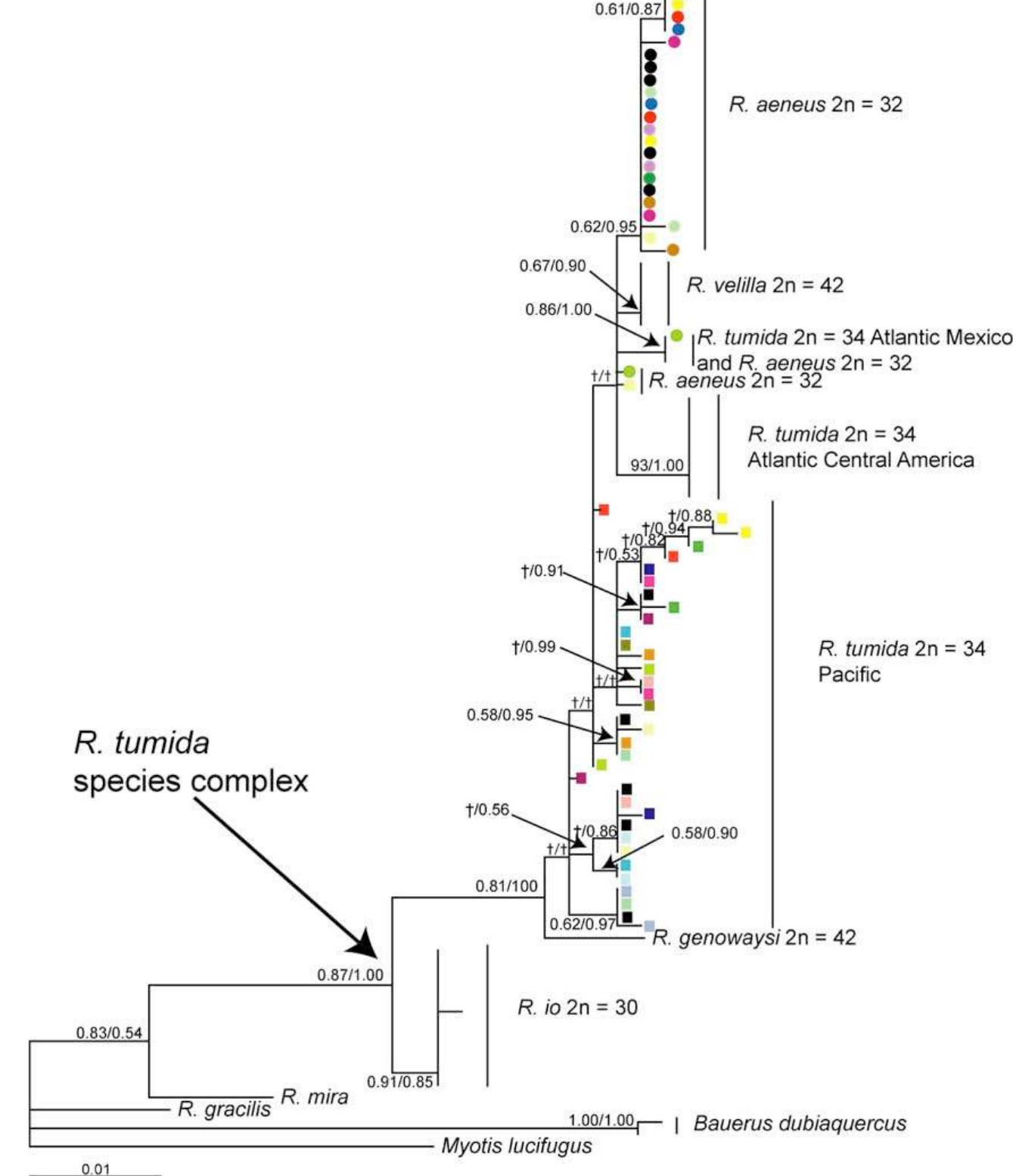 (PDF) Speciation by monobrachial centric fusions: A test of the model ...