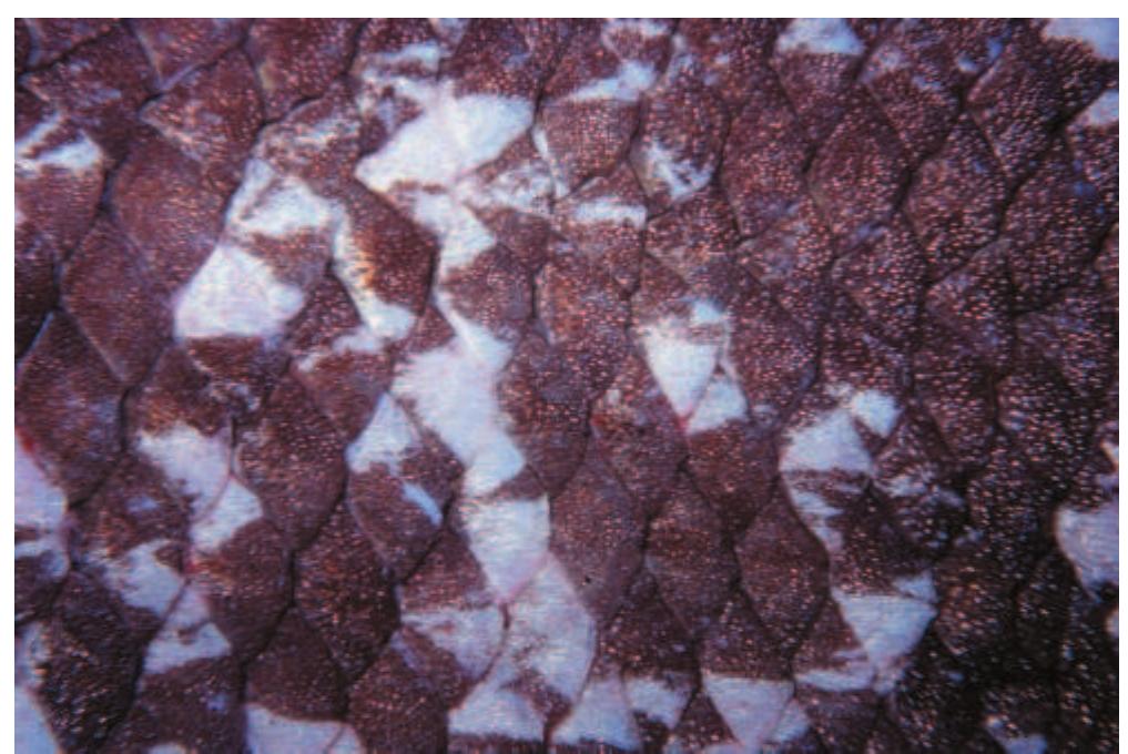 (PDF) Two living species of coelacanths?