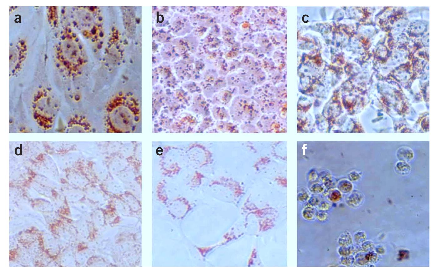 (PDF) Neutral red uptake assay for the estimation of cell viability ...