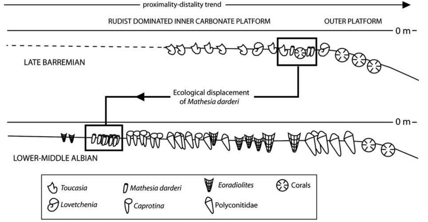 (PDF) Mathesia darderi (Astre) (Bivalvia, Hippuritoidea, Monopleuridae ...