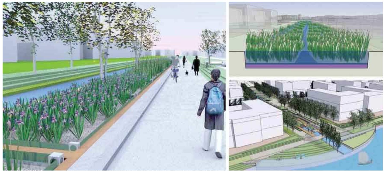 Figure 3: Plants for remediation and waste treatment are green infrastructure as a changing landscape for sensual experience . (Lynch et al, 2008)  and waste water treatment that reduces burdens on existing urban infrastructure Remediation and self-sustaining systems introduce new landscapes of sensua experiences. The Veringkanal becomes the central spine for arterial latera branches. Stormwater is collected from the adjacent neighborhood and flows int the canal. These branches simultaneously create a new trail system for pedestrian and cyclists and make the Veringkanal an urban greenway (Figure 3). 