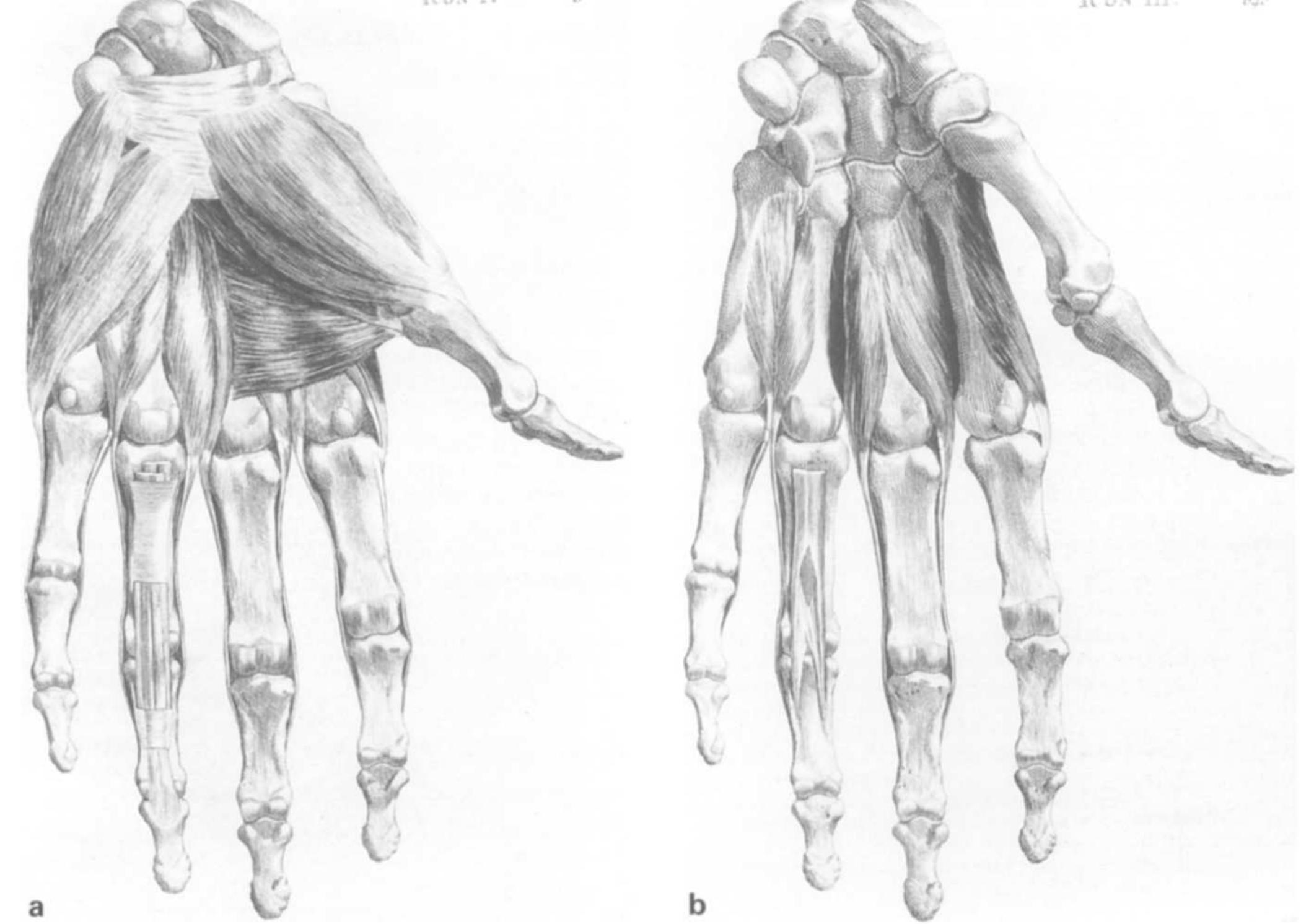 Rig 1 (a and b) copies of original drawings of a dissection