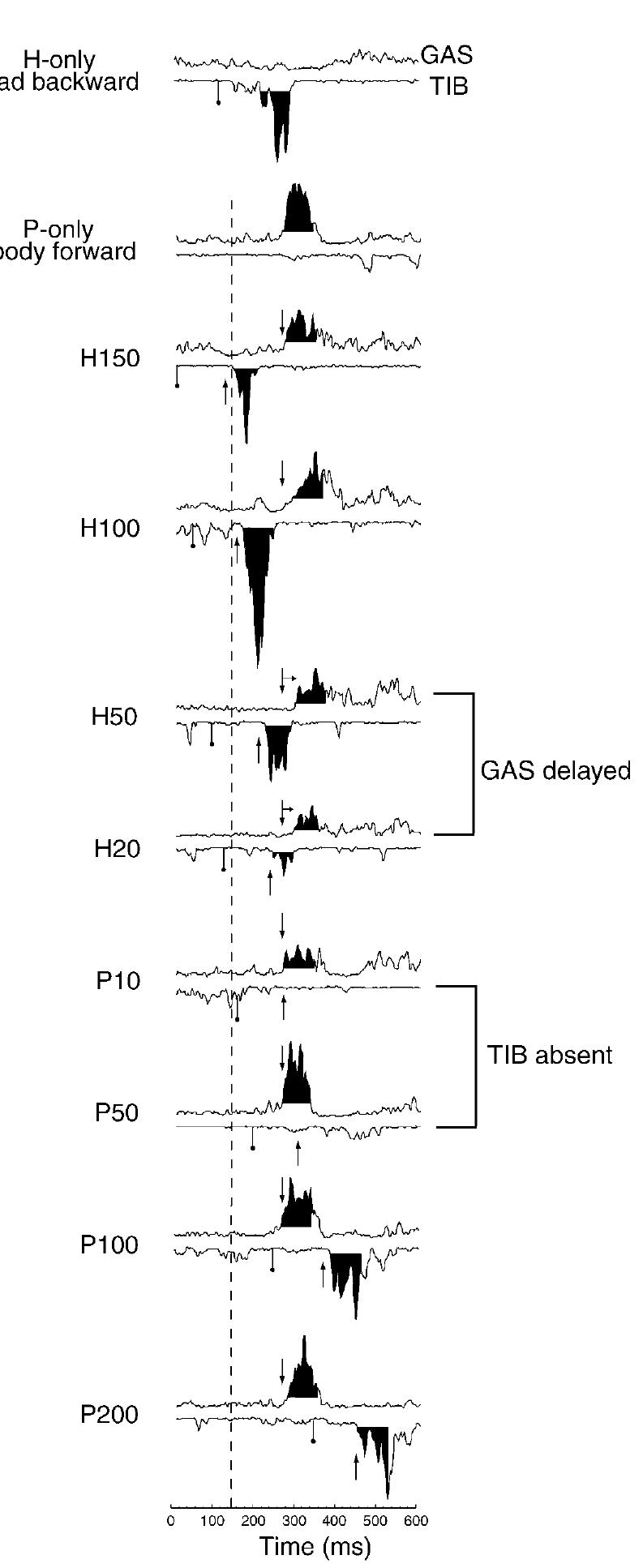 Gastrocnemius (gas) and tibialis anterior (tib) emgs from a