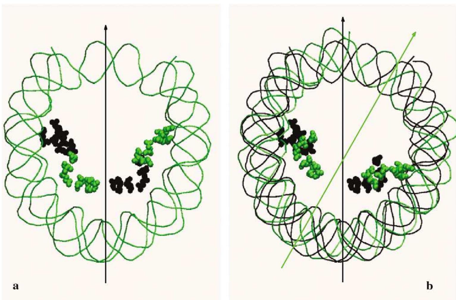 (a) schematic representation of the histone octamer. in