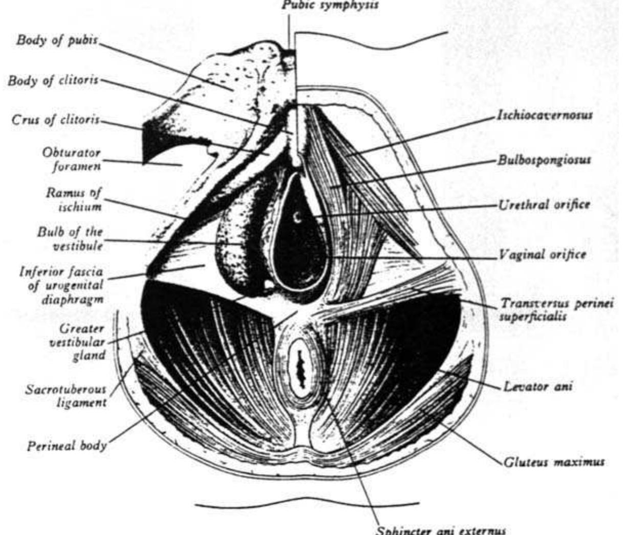 Fic 5 Diagram Shows View Of Female Perineal Anatomy fic-5-diagram-shows-view-of-female-perineal-anatomy
