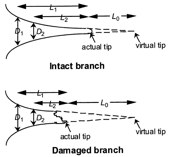 (PDF) Branch growth and crown form in old coastal Douglas-fir