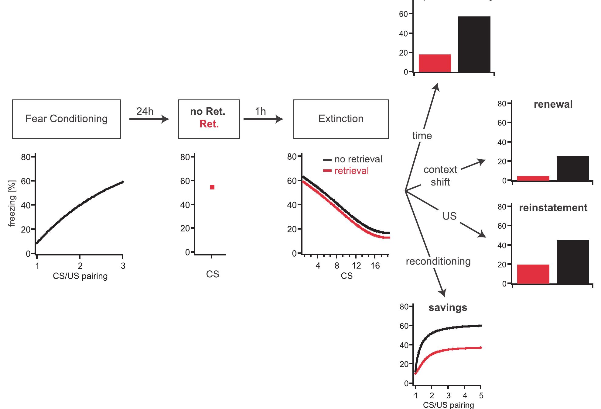 (PDF) Neuronal circuits of fear extinction
