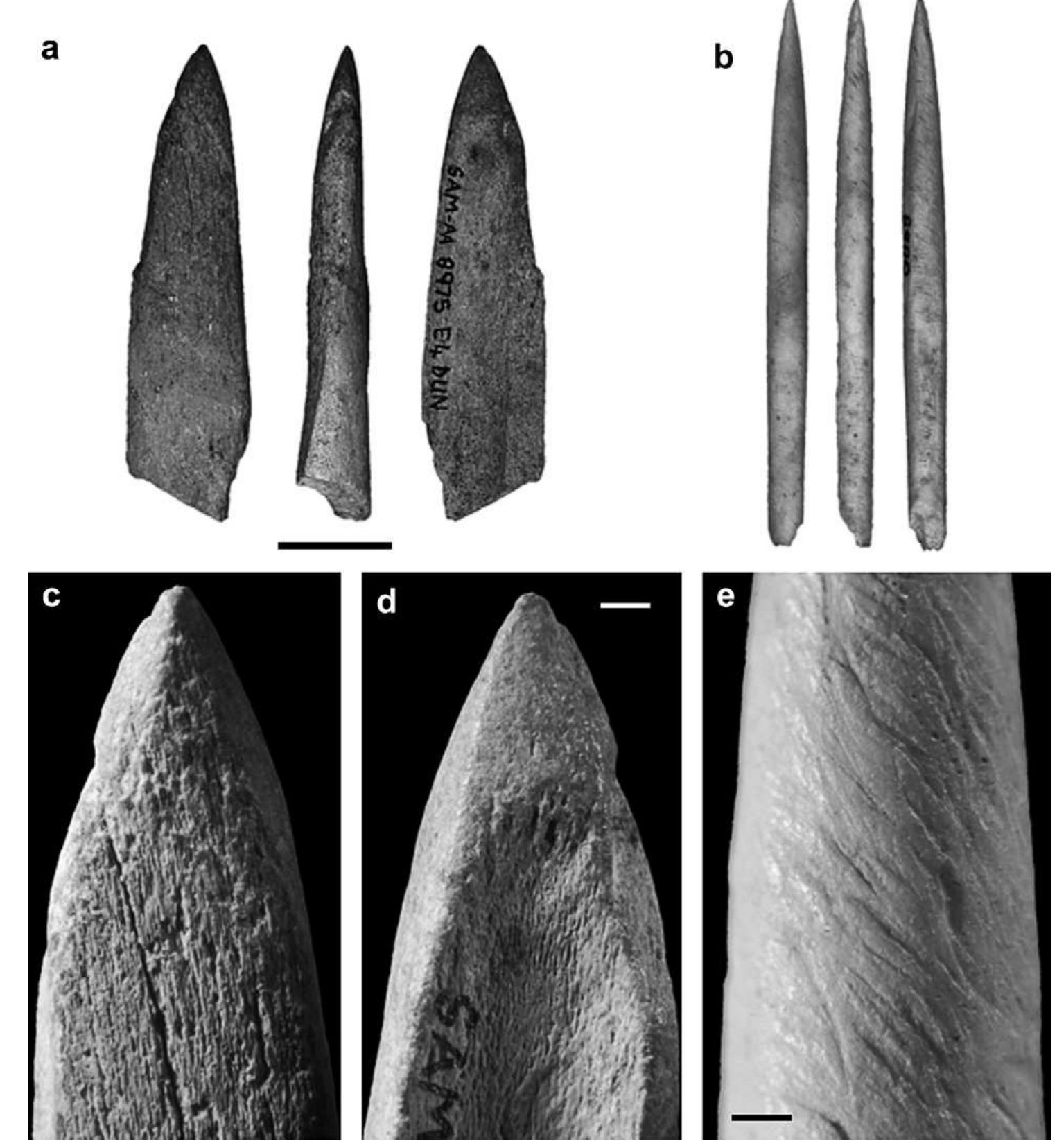 (PDF) An early bone tool industry from the Middle Stone Age at Blombos ...