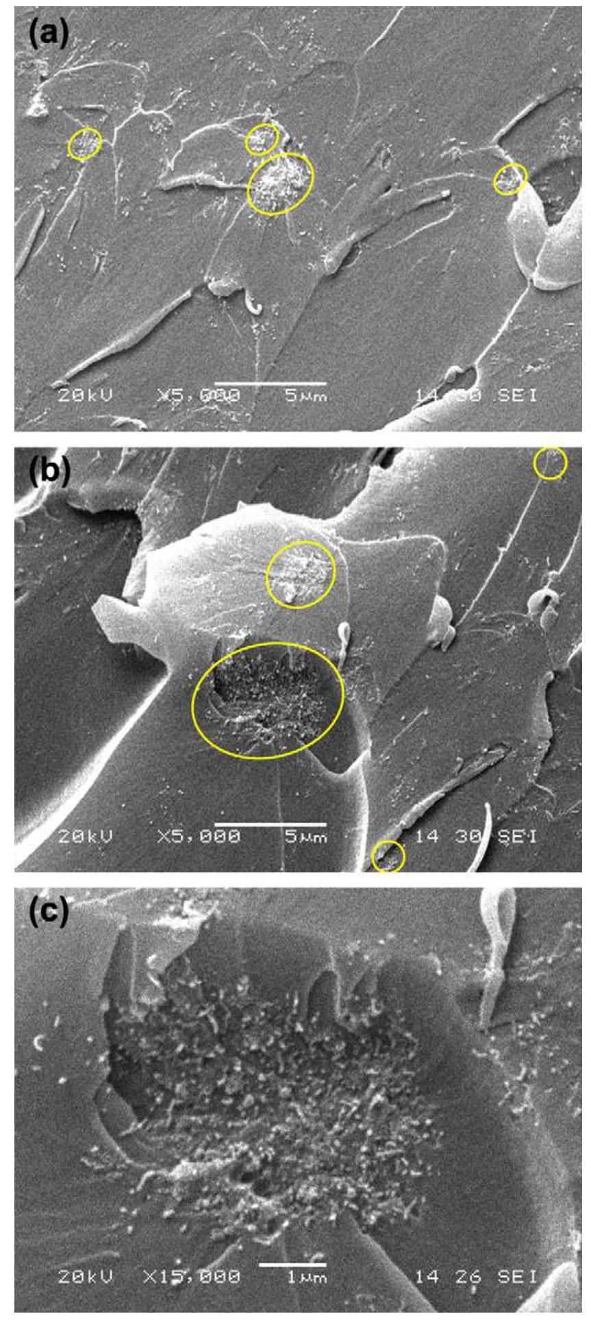 Sem images of the 0.5 wt.% mwcnt nanocomposites manufactured