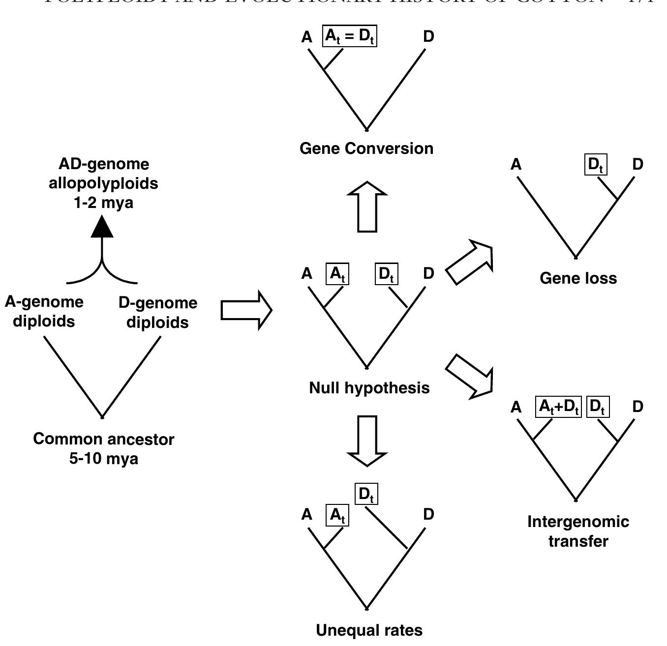 (PDF) Polyploidy and the evolutionary history of cotton