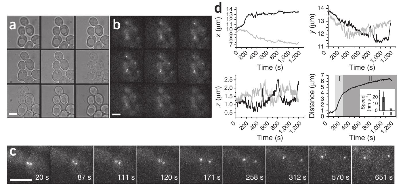(PDF) Fast multicolor 3D imaging using aberration-corrected multifocus ...