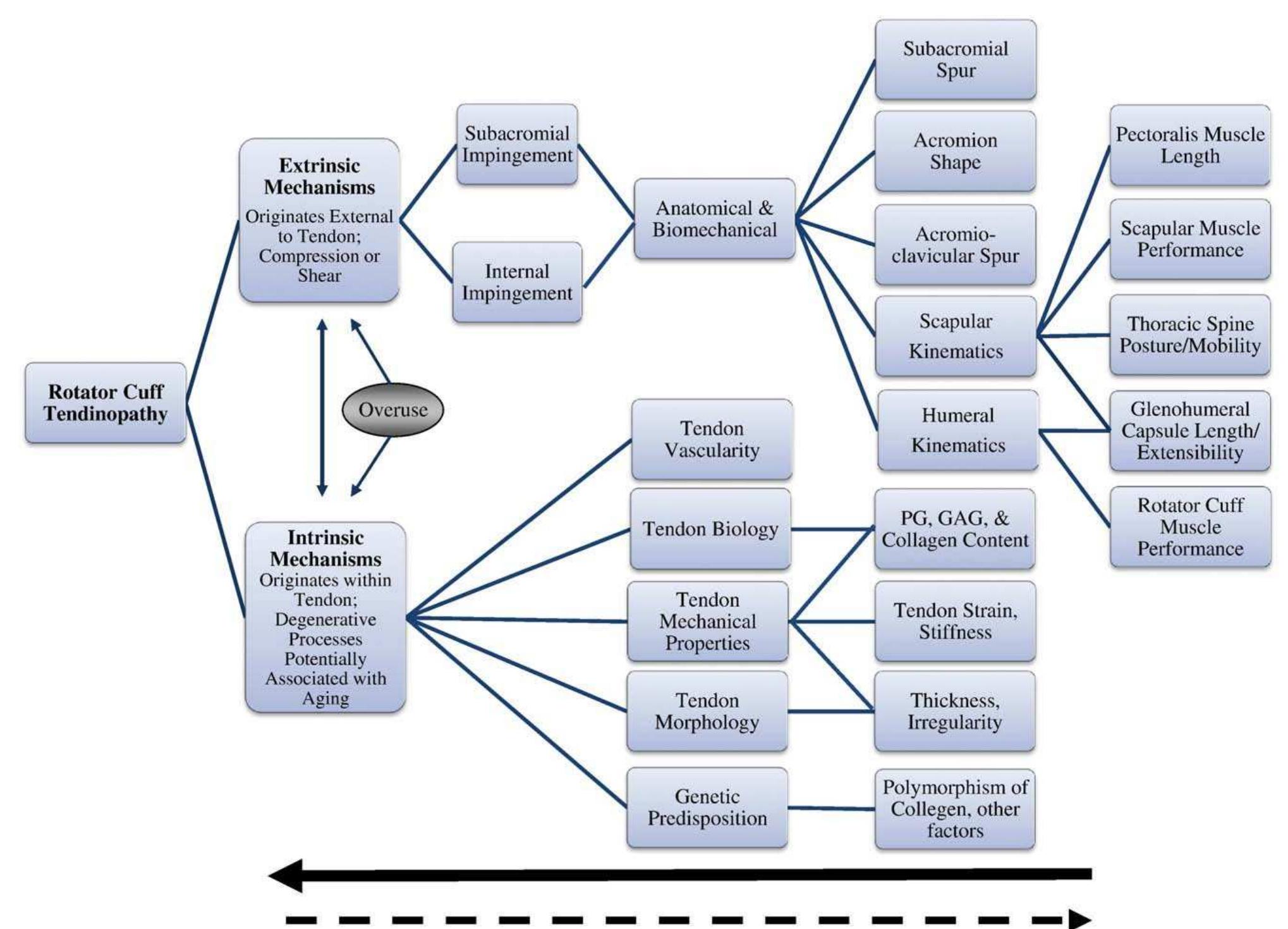 Figure 2 - from Mechanisms of rotator cuff tendinopathy: