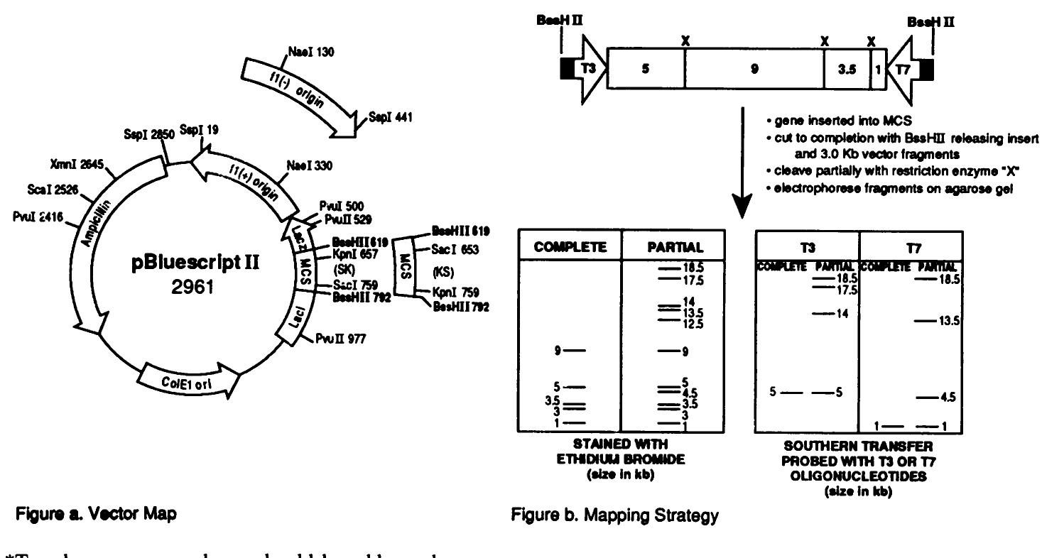 (PDF) pBluescript II: gene mapping vectors
