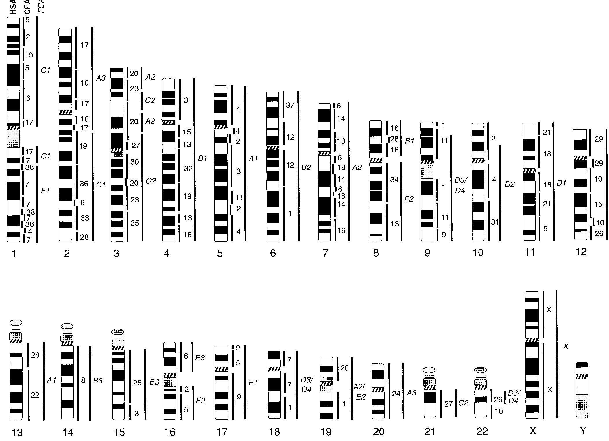 (PDF) A Complete Comparative Chromosome Map for the Dog, Red Fox, and ...