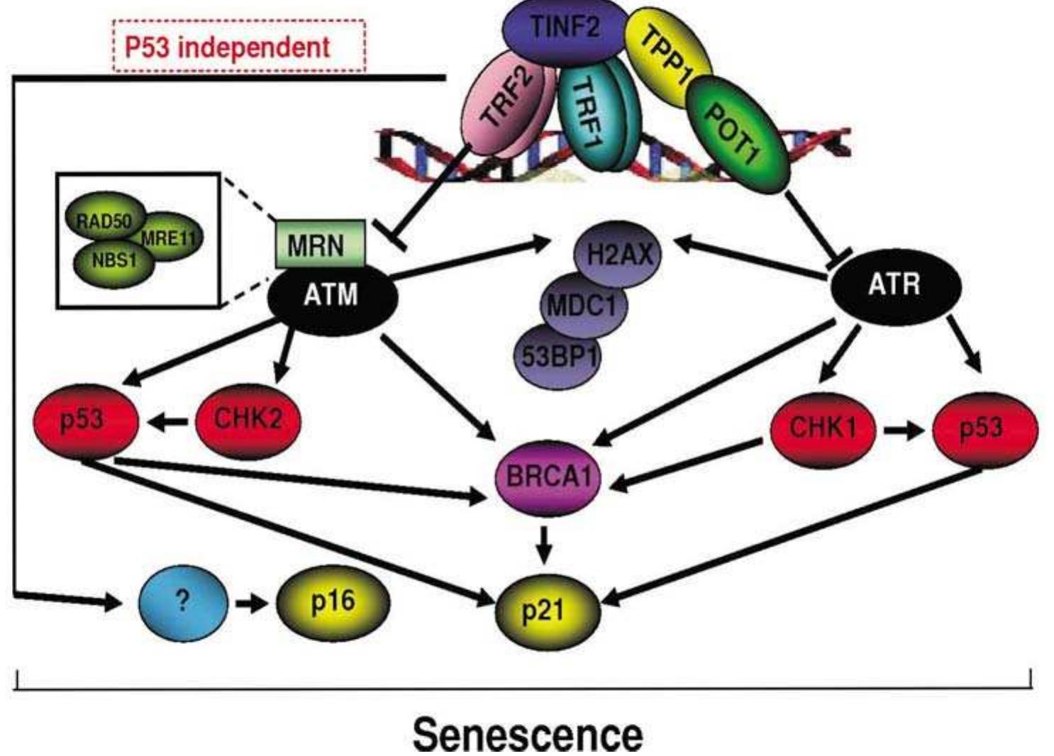 Schematic Representation Of Senescence induced Dna Damage schematic-representation-of-senescence-induced-dna-damage