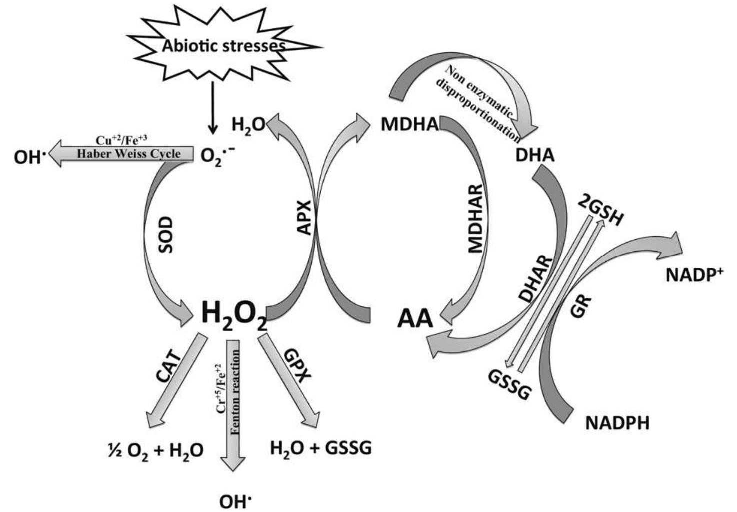 (PDF) Reactive oxygen species and antioxidant machinery in abiotic ...